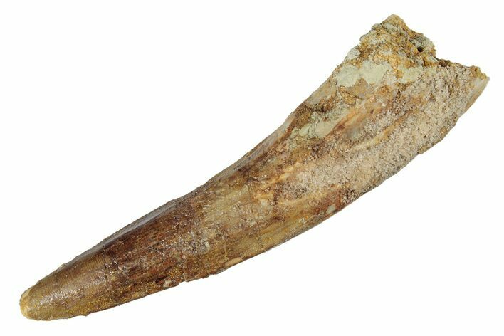 Fossil Spinosaurus Tooth - Real Dinosaur Tooth #264808